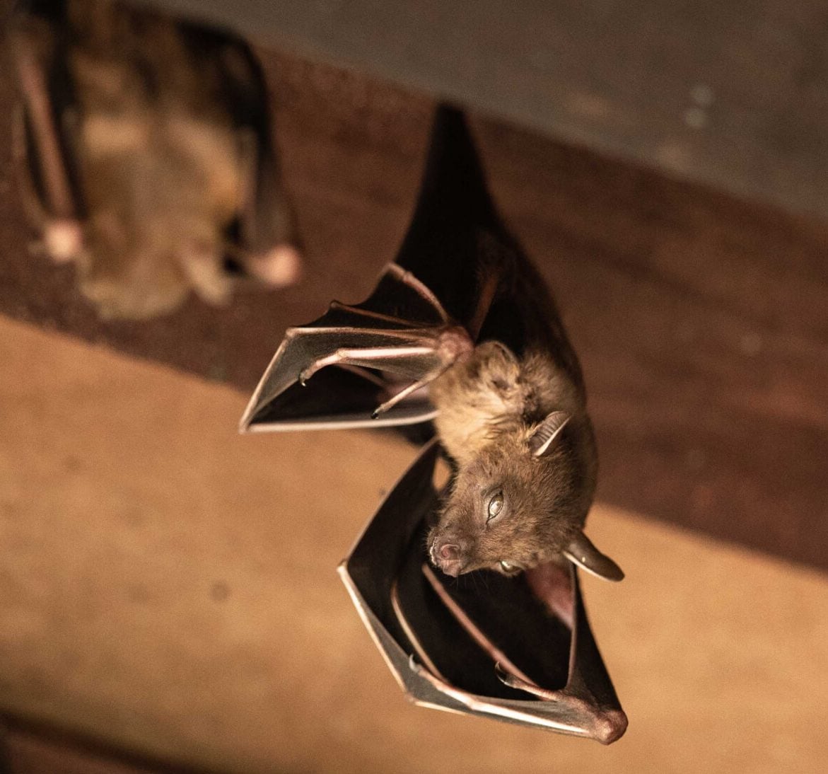 Wildlife-Bats in Tampa